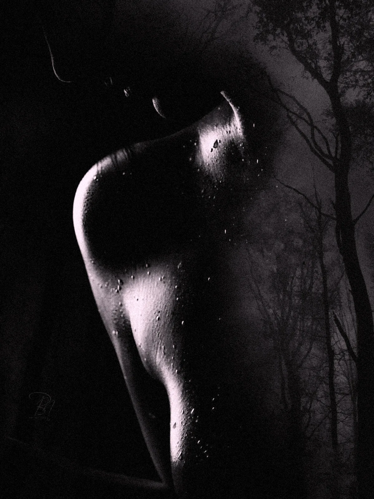 Back and branches — Photo: Norbert Banhalmi A woman's back in near darkness, bare branches showing through the shadow.